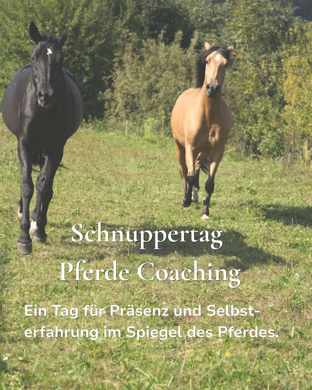 Freiheit Pferdecoaching