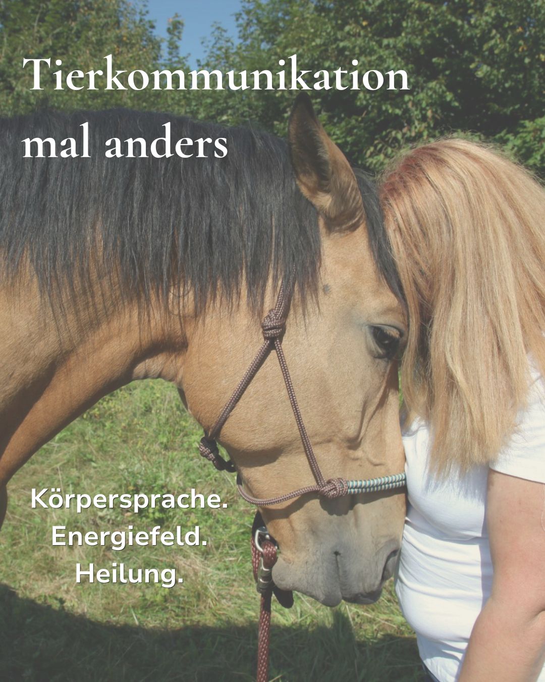 Workshop Tierkommunikation mal anders im Soulutionzentrum - pferdegestützes Coaching, Energiefeld und Heilung